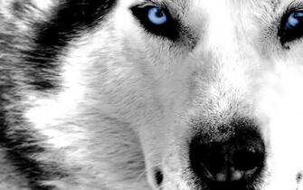 Really Cool Wolf Pictures Wallpaper