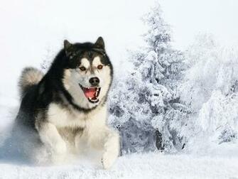 Running Siberian Husky Wallpaper Pc High