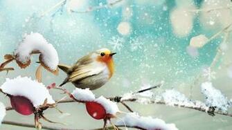 Winter Bird Wallpaper Little