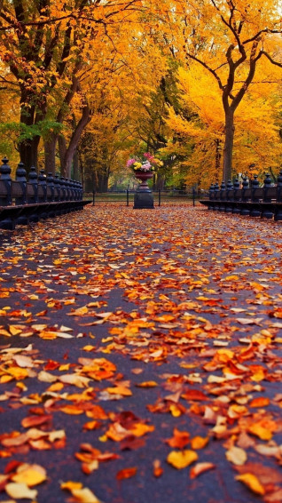 Mobile Wallpaper HD Fall