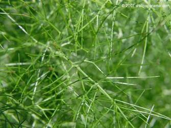 Green Thorn Bush Wallpaper HD Background Image Pictures