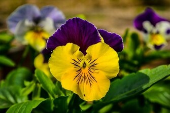 Pansy Flower Wallpaper Wallpaper9