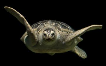 Do Sulcata Tortoises Hibernate In Green Sea Turtle