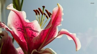 Stargazer Lily Wallpaper Flower