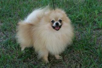 Pomeranian1