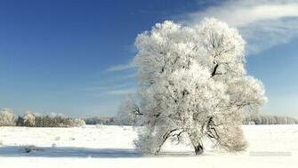 Wallpaper Winter Tree On A Cold Day