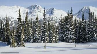 Wallpaper Forest Taiga Winter Snow Desktop
