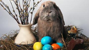 HD Bunnies And Easter Wallpaper Desktop Background