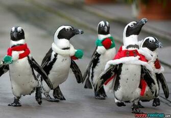 Christmaspenguins