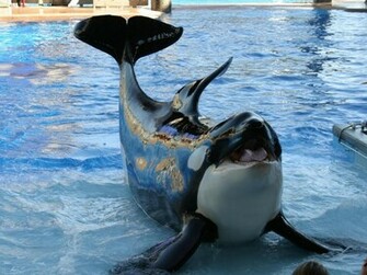 Balina Duvar Ka Tlar HD Killer Whale Wallpaper Kaliteli Resim