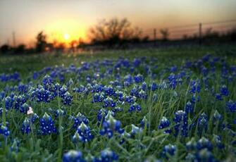 Texas State Flower Bluebonnets Picture Proud