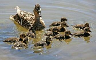 Birds Ducks Duckling Mallard Baby Wallpaper Animals