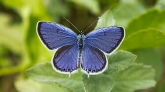 Blue Butterfly Wallpaper