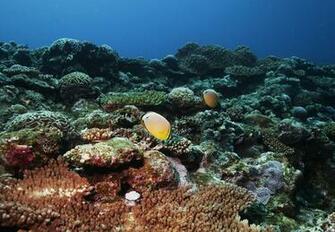 Category Animal Nature Tags Coral Fish Reef Underwater World
