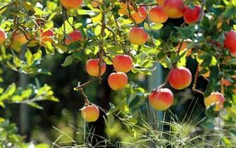 September By Admin Comments Off On Apple Fruit HD Wallpaper