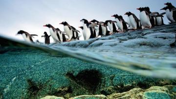 Penguin Wallpaper Wallpics