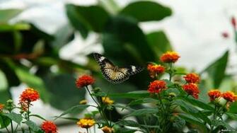Beatiful Butterfly HD Wallpaper For Android Top Level