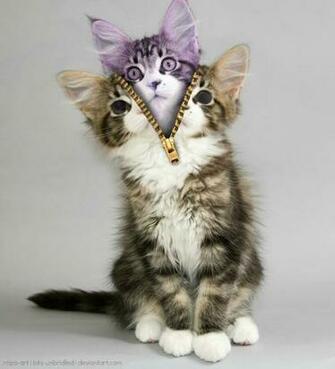 Zipper Me Up Kitty Cat Of A Different Color By Bits Unbridled On