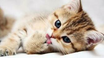 Animal HD Wallpaper Hebus Org High Definition