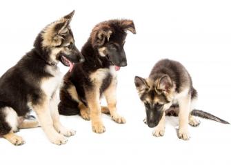 Overexposed Gsd Puppies White Background Harmonious Hounds