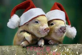 Give Pigs And Turkeys A Chance Consume With Care