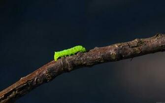 Widescreen Wallpaper Full HD 1080p Jpg X