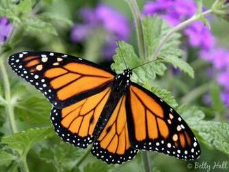 Monarch Butterfly Desktop Background Hivewallpaper
