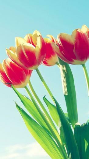 Creative Aesthetic Flowers Mobile Wallpaper Flower Desktop