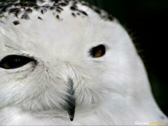 Bird Wallpaper The Backyard Naturalist