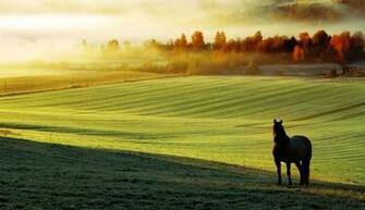 Autumn Horse