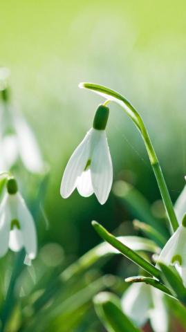 Phones Wallpaper Spring Phone HD
