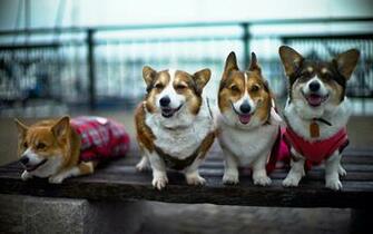 Wallpaper Welsh Corgi Pictures