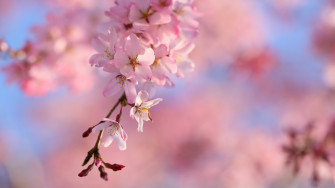 Cherry Blossom Sakura Spring 4k HD Wallpaper