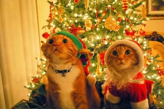 Christmas Gift Wallpaper And Make This Cat