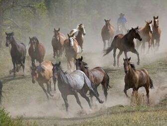 The Cat Running Horses Wallpaper For Desktop Background