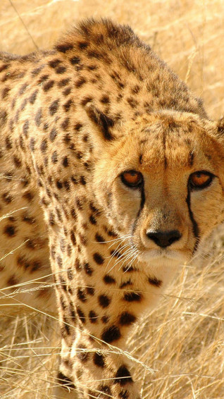 Animal iPhone Background Wallpaper