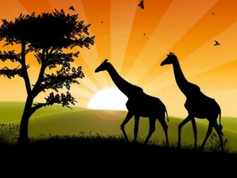 Safari