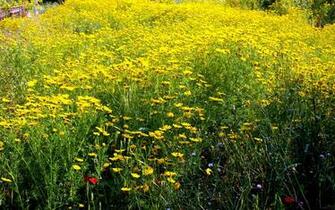Nature Wallpaper Desktop Screensavers