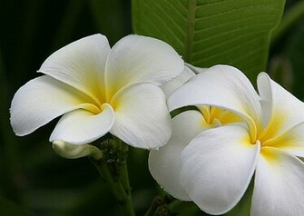 Plumeria Wallpaper