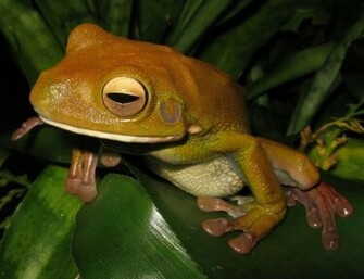 Giant Tree Frog Wallpaper