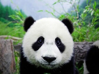 Baby Panda Wallpaper Giant Mother And Cub Molong New