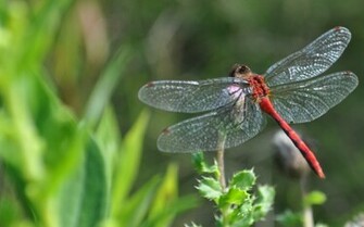 Dragonfly Wallpaper X Wallpaperlayer