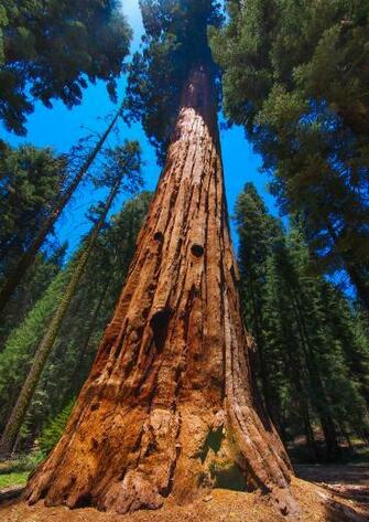 Best Sequoia National Park Wallpaper
