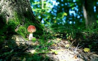 Forest Trees Foliage Green Moss Mushroom Macro Wallpaper