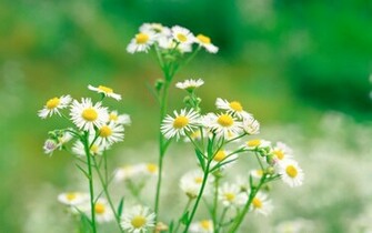 Daisy Wallpaper HD Weird Walker
