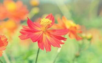 Cosmos Autumn Flower Wallpaper HD