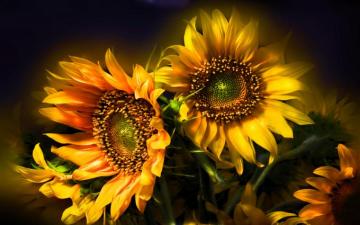 Sunflower HD Wallpaper