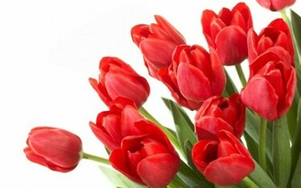 Tag Red Tulips Wallpaper Image Photos Pictures And Background