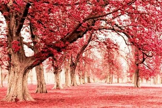 Wallpaper Info Pink Land With Tree