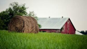 Summer Farm X Close